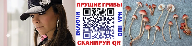 Галлюциногенные грибы мицелий  МЕГА как войти  Королёв  магазин продажи  